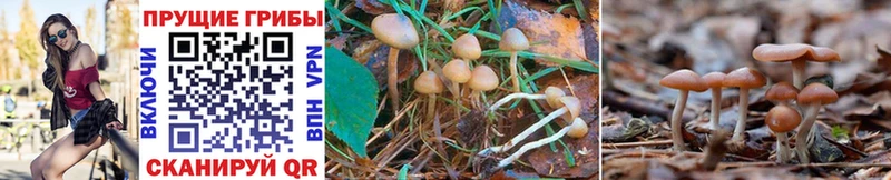 Псилоцибиновые грибы Psilocybine cubensis  хочу   Фрязино 